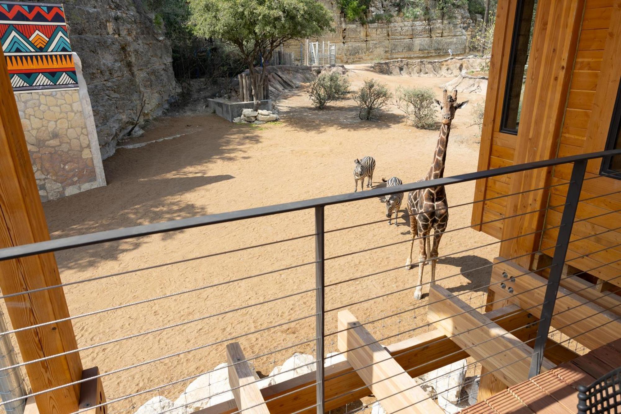 San Antonio Zoo - Spekboom Giraffe Lodge Екстериор снимка