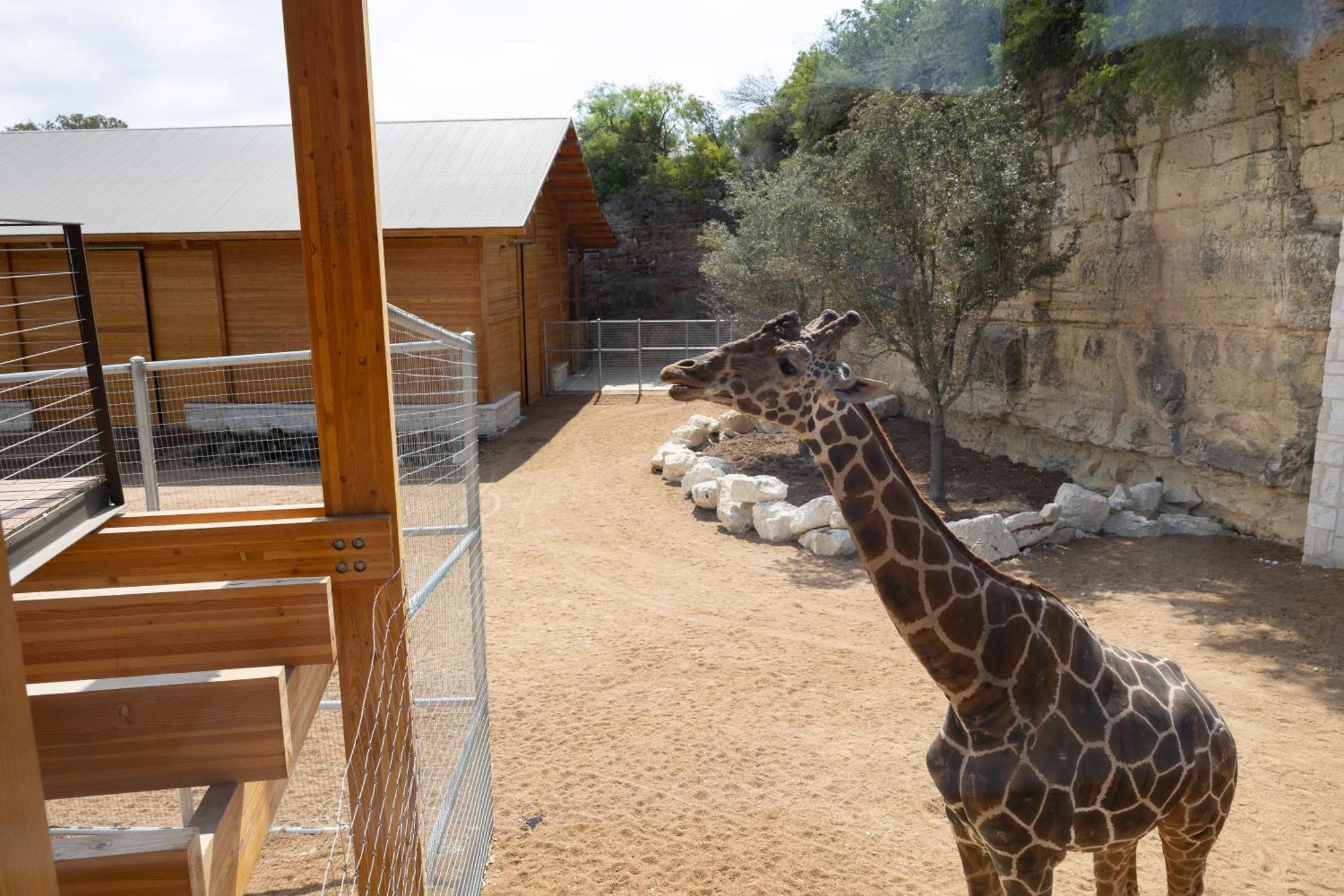 San Antonio Zoo - Spekboom Giraffe Lodge Екстериор снимка